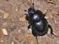 Trypocopris pyrenaeus cyanicolor